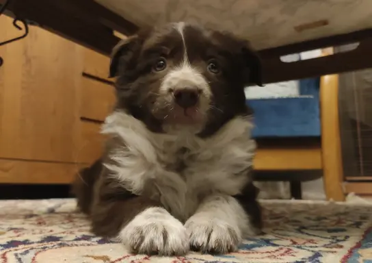 BORDER COLLIE rasowy pies, czekoladowo biały - cudowny! 3