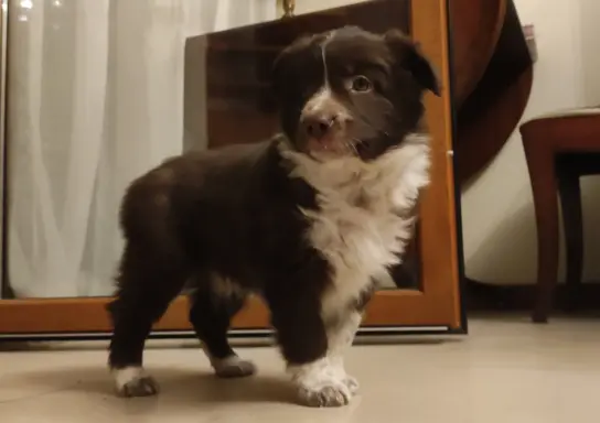 BORDER COLLIE rasowy pies, czekoladowo biały - cudowny! 4