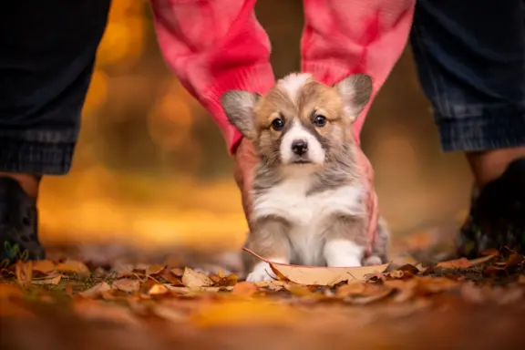 Welsh corgi pembroke 2