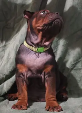 Buldog Chiński, Chongqing Dog 1