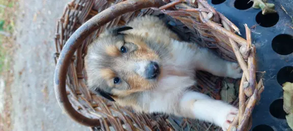 Owczarek szkocki, collie, lassie 1