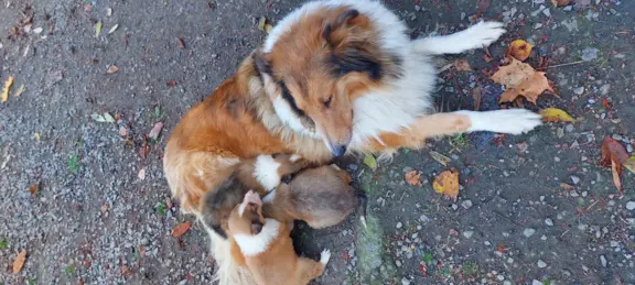 Owczarek szkocki, collie, lassie 3