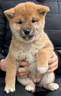 Shiba Inu szczeniaki 2