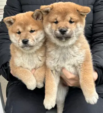 Shiba Inu szczeniaki 5