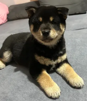 Shiba Inu szczeniaki 1