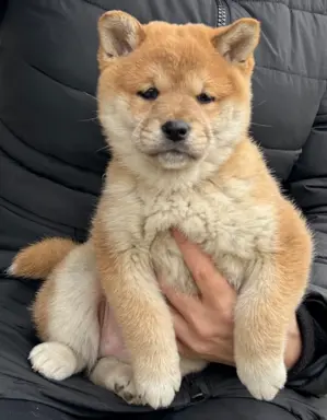 Shiba Inu szczeniaki 7