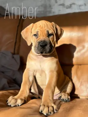 Boerboel szczeniaki Mastif Południowoafrykański FCI ZKwP 1