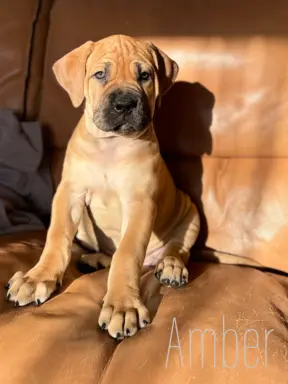 Boerboel szczeniaki Mastif Południowoafrykański FCI ZKwP 2