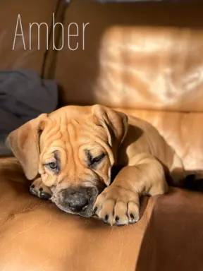 Boerboel szczeniaki Mastif Południowoafrykański FCI ZKwP 3