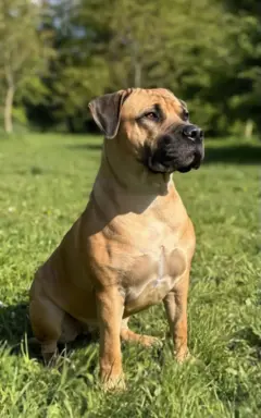 Boerboel szczeniaki Mastif Południowoafrykański FCI ZKwP 4