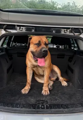 Boerboel szczeniaki Mastif Południowoafrykański FCI ZKwP 5