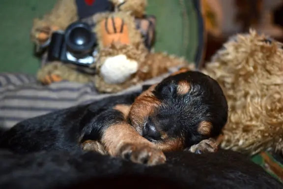 Terier walijski - welsh terrier 1