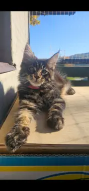 Maine coon kocurek gotowy na nowy dom 1