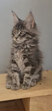 Maine coon kocurek gotowy na nowy dom 4