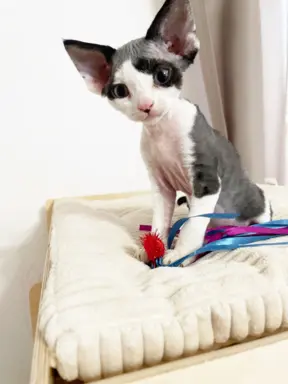 Kocurek Devon Rex 2