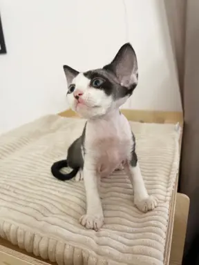 Kocurek Devon Rex 4