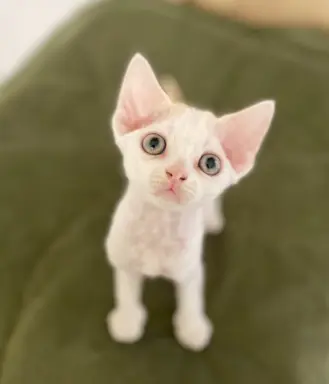 Kotka Devon Rex 1