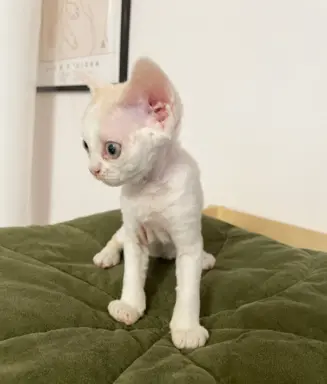 Kotka Devon Rex 3