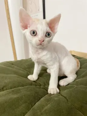 Kotka Devon Rex 5