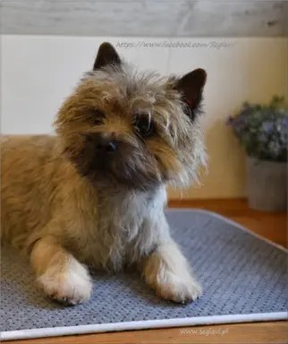 Cairn Terrier - piękne rodowodowe (ZKwP/FCI) szczenięta. 1