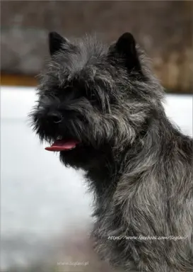 Cairn Terrier - piękne rodowodowe (ZKwP/FCI) szczenięta. 2