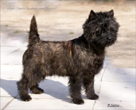 Cairn Terrier - piękne rodowodowe (ZKwP/FCI) szczenięta. 3