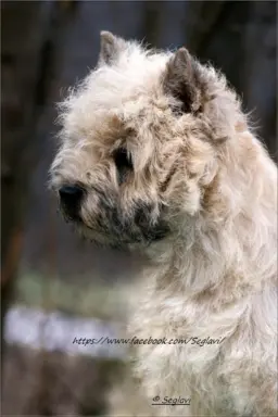 Cairn Terrier - piękne rodowodowe (ZKwP/FCI) szczenięta. 4