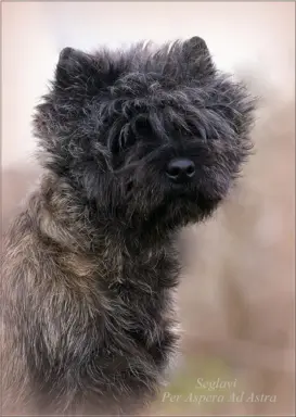 Cairn Terrier - piękne rodowodowe (ZKwP/FCI) szczenięta. 5