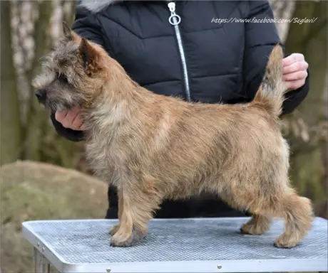 Cairn Terrier - piękne rodowodowe (ZKwP/FCI) szczenięta. 7