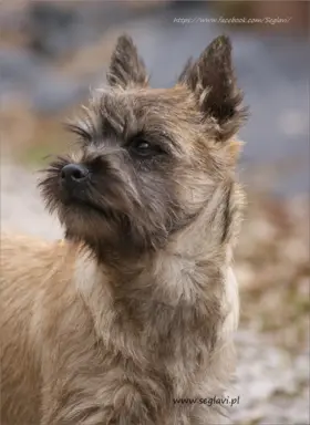 Cairn Terrier - piękne rodowodowe (ZKwP/FCI) szczenięta. 8