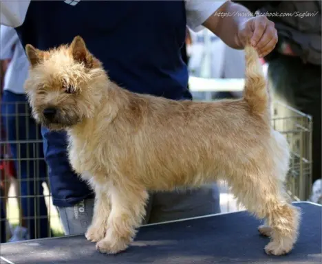 Cairn Terrier - piękne rodowodowe (ZKwP/FCI) szczenięta. 9