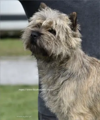 Cairn Terrier - piękne rodowodowe (ZKwP/FCI) szczenięta. 10