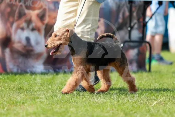 Terier walijski - welsh terrier 4