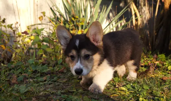 Welsh Corgi Pembroke 2