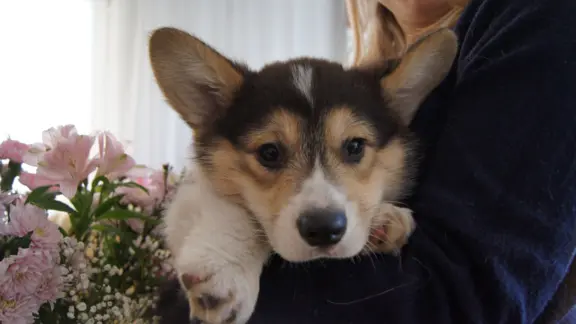 Welsh Corgi Pembroke 3