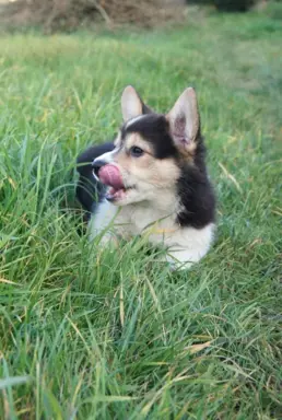 Welsh Corgi Pembroke 1