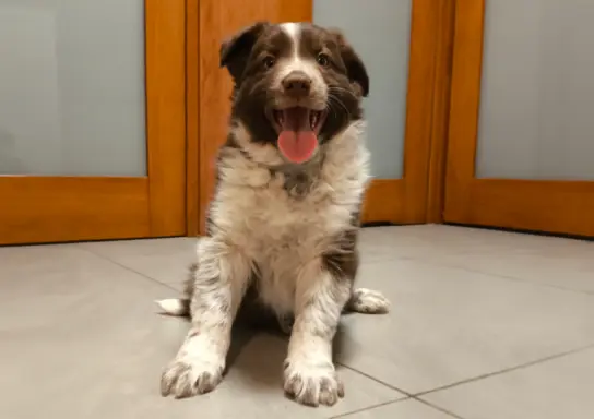 Piękny szczeniak Border Collie - pies z pełną dok. hodowli 4