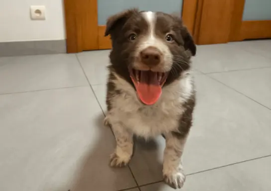 Piękny szczeniak Border Collie - pies z pełną dok. hodowli 1