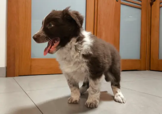 Piękny szczeniak Border Collie - pies z pełną dok. hodowli 2