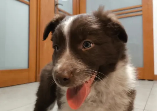 Piękny szczeniak Border Collie - pies z pełną dok. hodowli 3