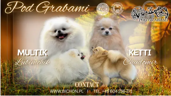 #Szpic miniaturowy #pomeranian FCI # 1