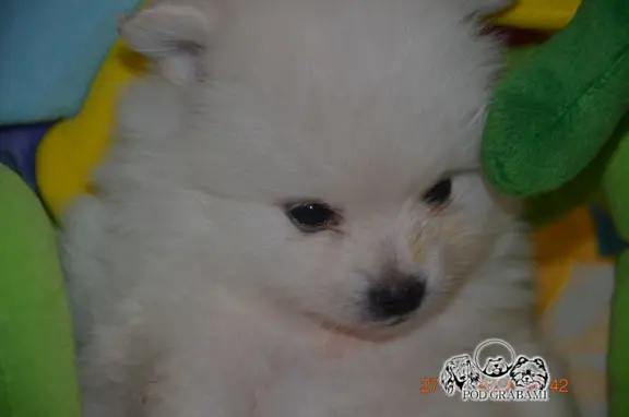 #Szpic miniaturowy #pomeranian FCI # 3