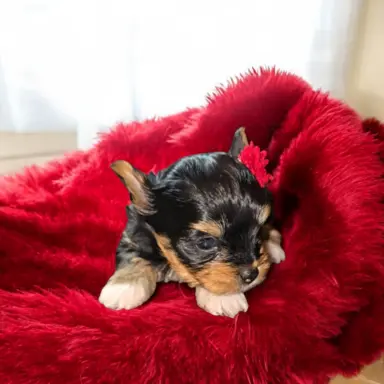 Suczka Carrier Yorkshire Terrier 1