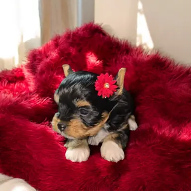 Suczka Carrier Yorkshire Terrier 3