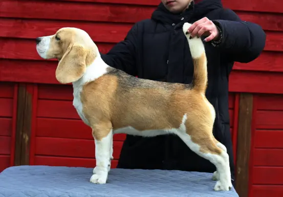 BEAGLE-piesek po championach 7