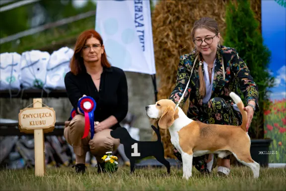 BEAGLE-piesek po championach 9