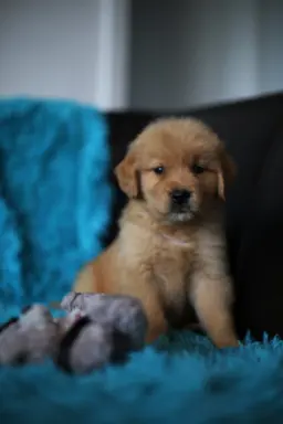 GOLDEN RETRIEVER-ciemnozłote,ZKwP,amerykańska linia, typ 2