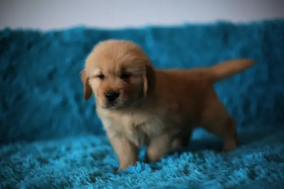 GOLDEN RETRIEVER-ciemnozłote,ZKwP,amerykańska linia, typ 4