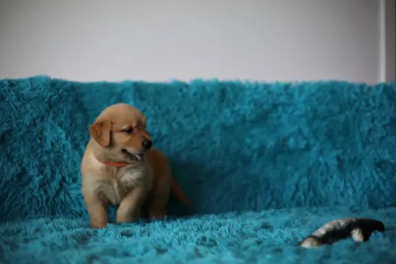 GOLDEN RETRIEVER-ciemnozłote,ZKwP,amerykańska linia, typ 5