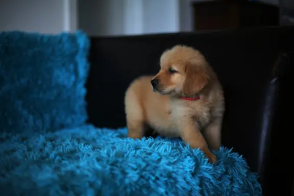 GOLDEN RETRIEVER-ciemnozłote,ZKwP,amerykańska linia, typ 1